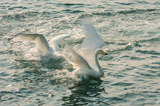 山东省威海市荣成天鹅湖里两只打闹嬉戏的天鹅