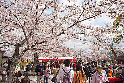 看,樱花,岚山,京都,日本