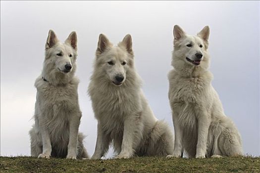 白色,瑞士,母狗,左边,右边,雄性,中间,坐,靠近,草地