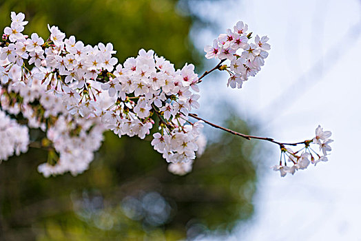 粉色花海