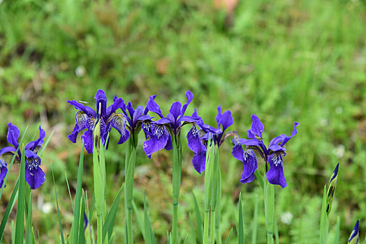 鸢尾花