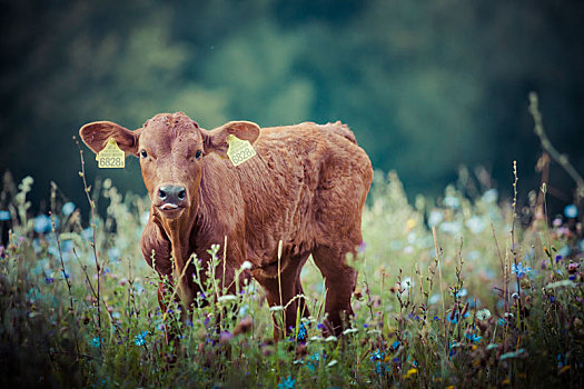 母牛,幼兽,草,波兰