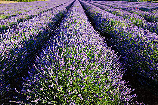 薰衣草种植区,高原,沃克吕兹省,普罗旺斯,法国,欧洲