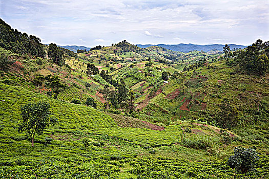 丘陵地貌,南方,高地,挨着,国家公园,区域,陡峭,山,乌干达