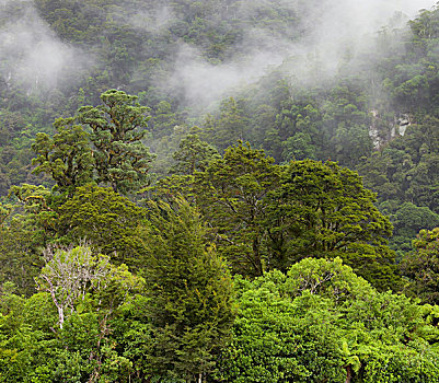 树,雾,艾斯派林山国家公园,西海岸,南岛,新西兰