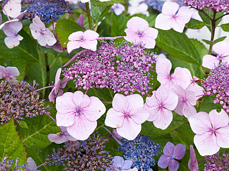 粉色,蓝色,八仙花属,花,花园