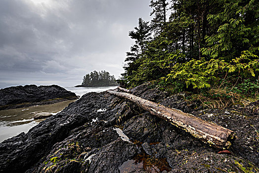 岩石,岸边,雾状,海岸,不列颠哥伦比亚省,加拿大