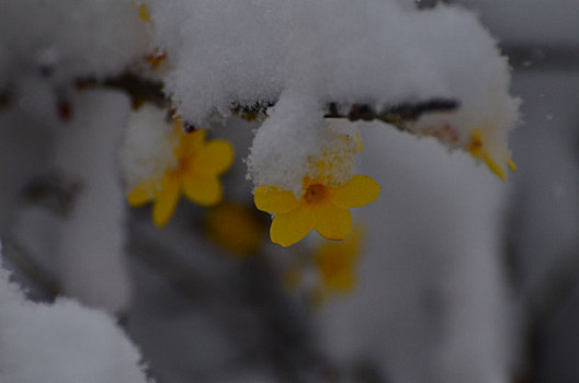 春雪润万物