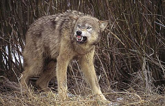 狰狞,灰狼,狼,哺乳动物,北美,动物