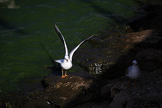 滇池红嘴海鸥