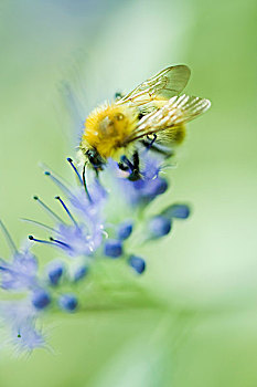 大黄蜂,花粉