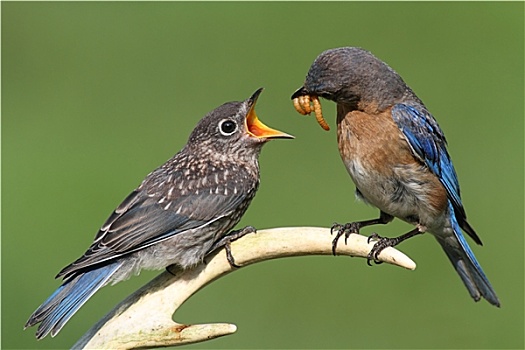 雌性,东部知更鸟,喂食,幼仔