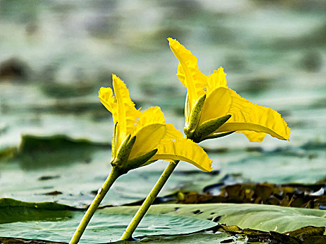 水葫芦花卉