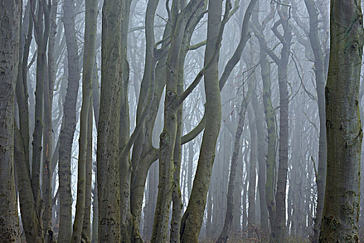 特写,树,雾,灵异,树林,波美拉尼亚,梅克伦堡州,德国