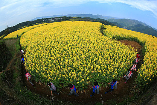 宁海,岔路镇,油菜花,田园,田野,春天,学生,春游,王爱山,乡村