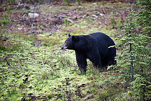 黑熊,美洲黑熊,绿色,山,不列颠哥伦比亚省,大幅,尺寸