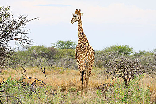 长颈鹿,后视图,埃托沙国家公园,纳米比亚,非洲