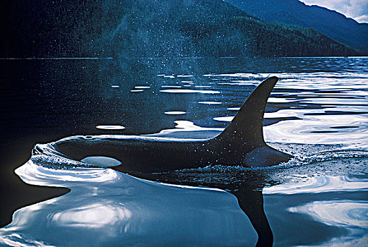 逆戟鲸,靠近,表面,不列颠哥伦比亚省,加拿大