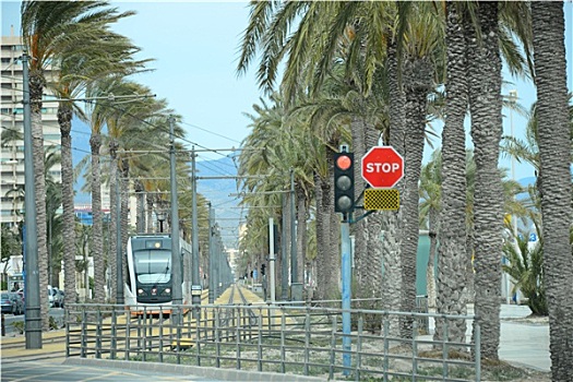 电车,棕榈树,西班牙