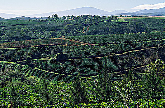 哥斯达黎加,咖啡,种植园