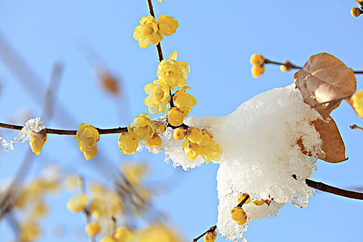 腊梅,冬雪