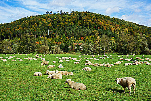 羊群,德国