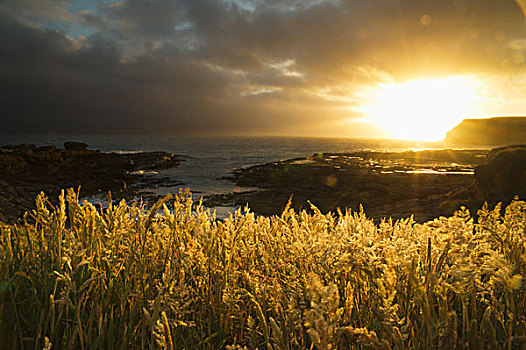 阳光,发光,日落,光亮,高草,边缘,玩物,湾,南岛,新西兰