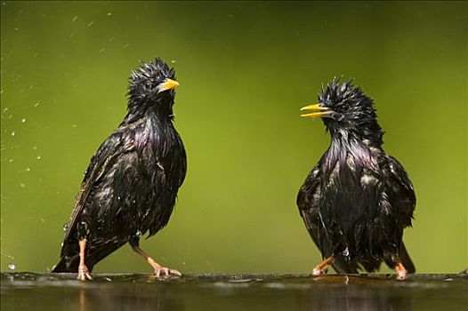 常见八哥,紫翅椋鸟,一对,湿,浴,水池,匈牙利