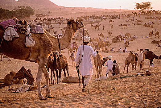 印度,拉贾斯坦邦,普什卡,活动,骆驼