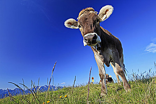 奥地利,提洛尔,阿尔卑斯山,母牛