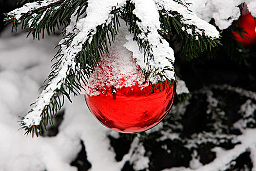 积雪,圣诞节,树,红色,球
