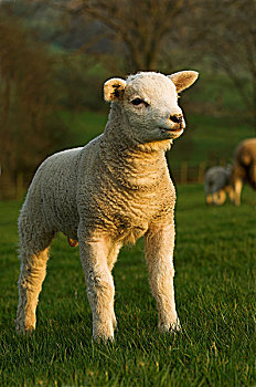 牲畜,年轻,羊羔,绿色,草场,早晨,亮光,英国