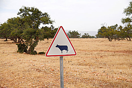 交通标志,警告,母牛,摩洛哥,非洲