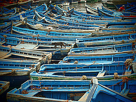 蓝色,木质,渔船,停泊,一起,港口,苏维拉,摩洛哥