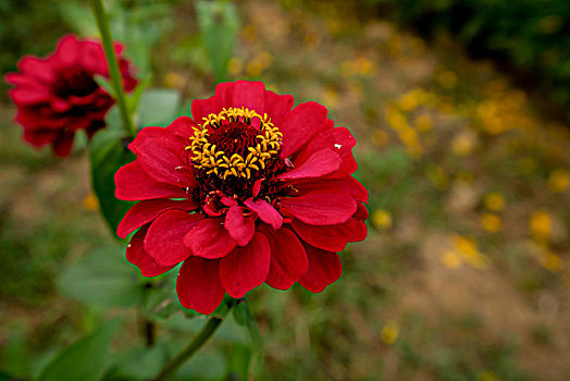 百日菊与硫华菊