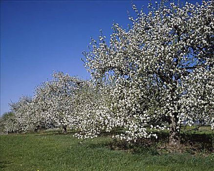 苹果园,靠近,温彻斯特,弗吉尼亚,美国