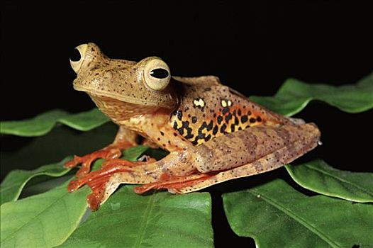 飞,树蛙,丹浓谷保护区,沙巴,马来西亚