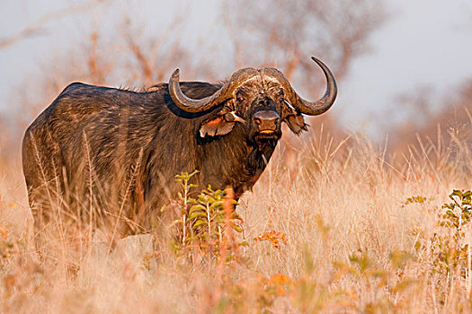 非洲水牛,乔贝国家公园,博茨瓦纳,非洲