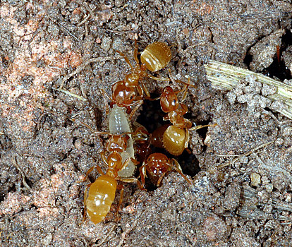 黄色,草地,蚂蚁,成年