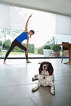 狗,女人,练习,瑜珈,客厅