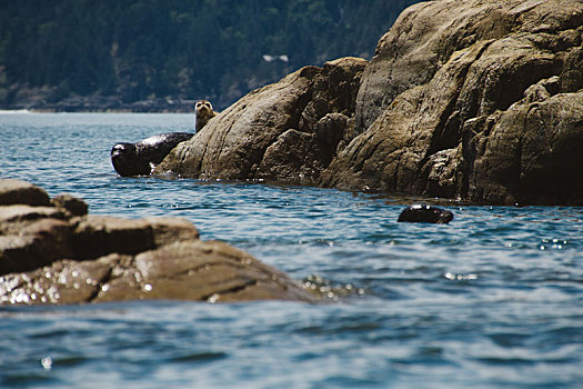 海豹,放松,石头,靠近,水