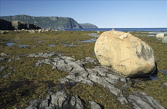 漂砾,冰河,海岸,靠近,岩石,港口,格罗,国家公园,纽芬兰