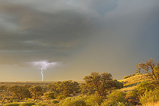 沙丘,树,刺槐,卡拉哈里沙漠,二月,下雨,季节,雷暴,闪电,卡拉哈迪大羚羊国家公园,南非,非洲