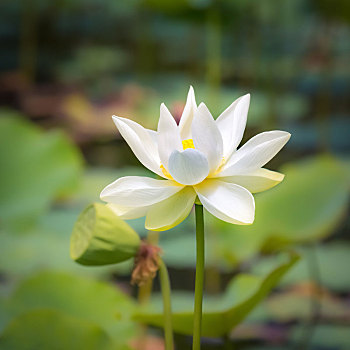 特写,莲花