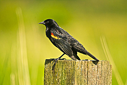 雄性,红翅黑鹂,栖息,栅栏柱,国家野生动植物保护区,华盛顿,美国