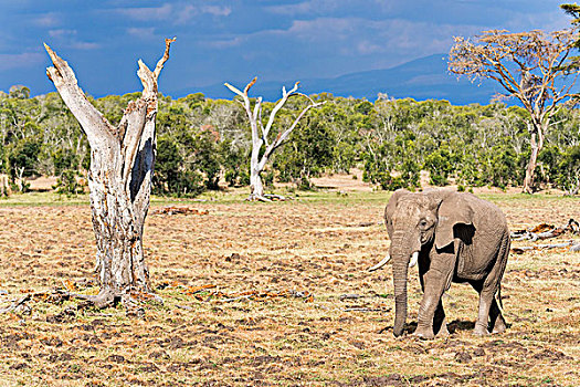 非洲,灌木,非洲象,风景,枯木,自然保护区,肯尼亚