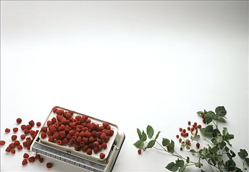 树莓,秤,树莓藤,旁侧