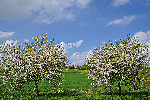 两个,花,苹果树,草地,上弗兰科尼亚,巴伐利亚,德国,欧洲