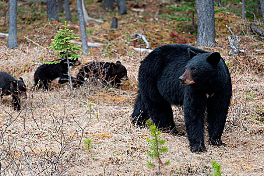 黑熊,美洲黑熊,幼兽,树林,碧玉国家公园,艾伯塔省,加拿大