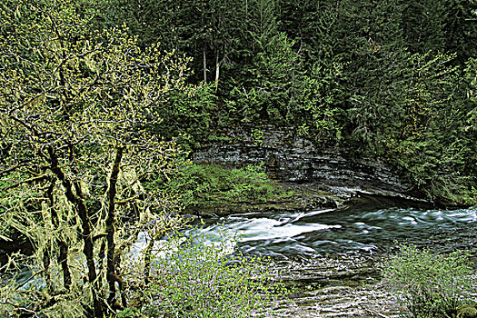 河,峡谷,温哥华岛,不列颠哥伦比亚省,加拿大